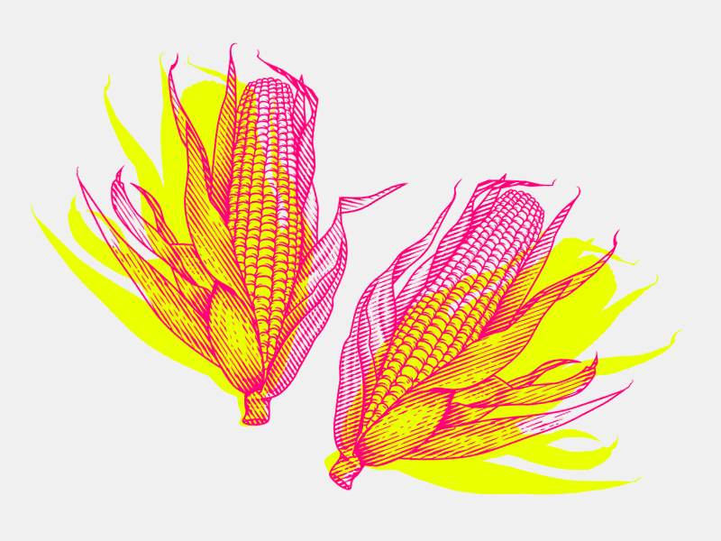 Corn 4
