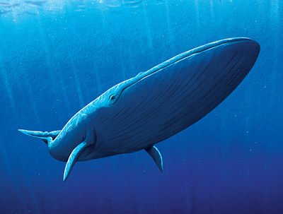 Blue Whale bluewhale illustration whale