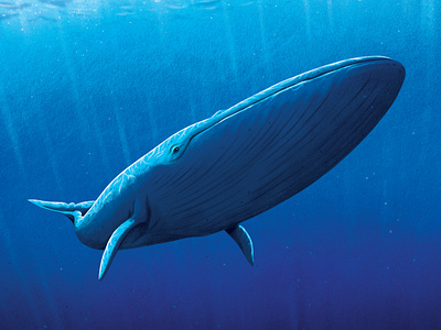 Blue Whale