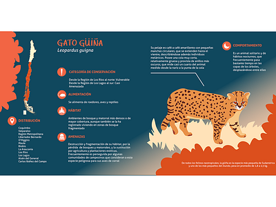 Infographics of the güiña cat