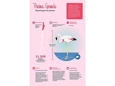 Infography of the parina grande flamingo illustration illustrator infographic wildlife