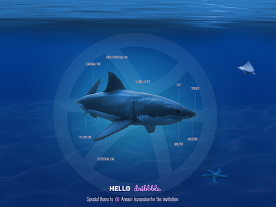 Hello Dribbble I've Finally made it! art design digital great-white photoshop shark