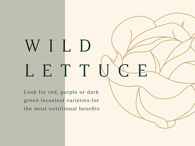 Wild Lettuce animation branding figma food graphic illustration motion presentation series slides slideshow