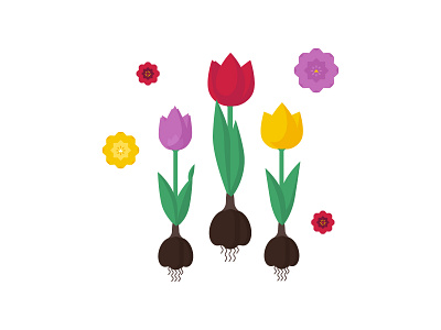 Tulips 2d art bouquet design flat flora flowers illustration illustrator plant tulip tulips vector