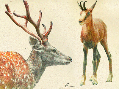 Animal illustration sketches