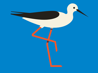 Bird Paradise Branding / Black-winged stilt branding design flat illustration vector
