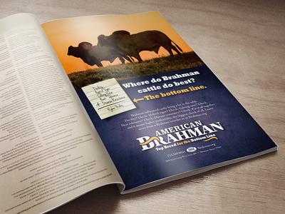 Photography, Ad Design for American Brahman Breeders Association ad ad design logo design photography