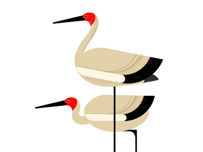 Storks design digital illustration flat illustration illustrator photoshop vector