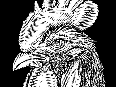 Roasters.co animal crosshatch illustration illustrator old illustration resuk rooster scratchboard