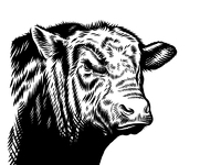 Angus Bull illustration by Ralf Resuk on Dribbble