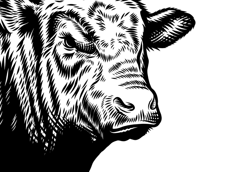 Black Angus Head Sketch Embroidery | Custom Embroidery