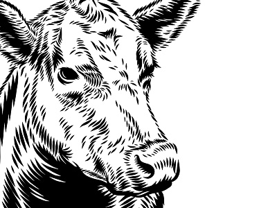 Angus cow illustration