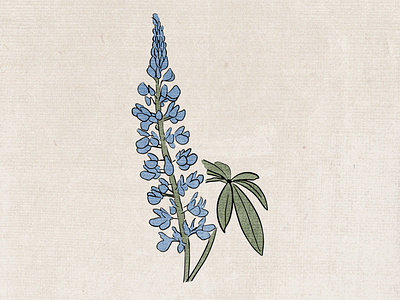 Lupine Illustration