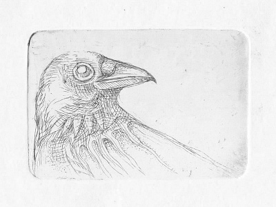 Crow etching illustration