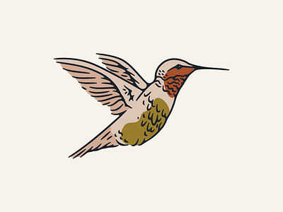 Hummingbird animal bird bird illustration colorado springs conscious consumerism hummingbird illustration nectar sustainability wildlife wings