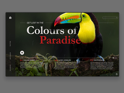 Colours of Dribbble bird concept design designer landing page nature toucan tourism travel typography ui uidesign ux web website