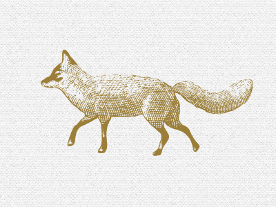 Fox etching fox illustration