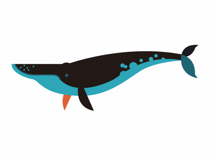 Whale animal animation character illustration whale