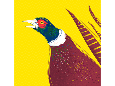 Pheasant illustration adobeillustrator bird digitalart digitalillustration illustration pheasant