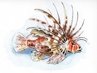 Pterois volitans - Lion fish