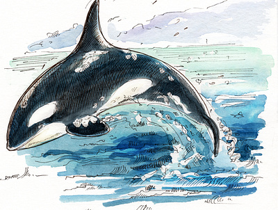 Killer whale animal art graphic art illustration killer whale natural history illustration nature illustration ocean life sea life watercolor