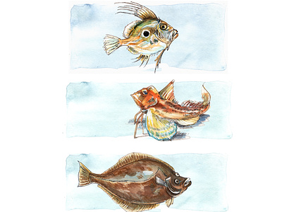 shm animal art book illustration fish graphic art illustration natural history illustration nature illustration ocean life sea life watercolor
