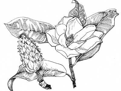 Magnolia blooming botanical illustration graphic art illustration natural history illustration nature illustration