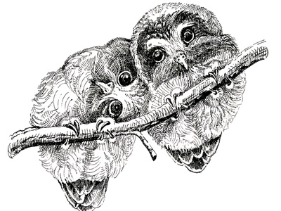 Two owls animal art bird graphic art illustration nature illustration owls pen art