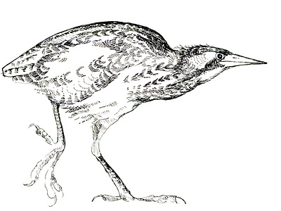 Bittern