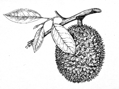 Jackfruit botanical art botanical illustration graphic art illustration jackfruit