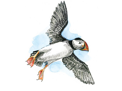 Puffin animal art bird graphic art illustration nature illustration watercolor