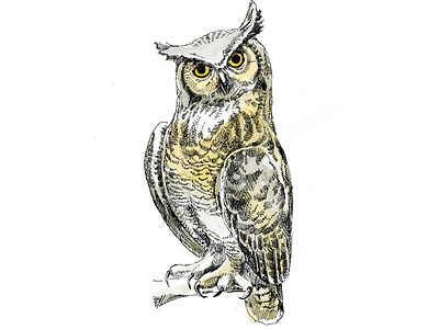 Eagle owl animal art bird of prey eagle owl graphic art illustration nature illustration watercolor