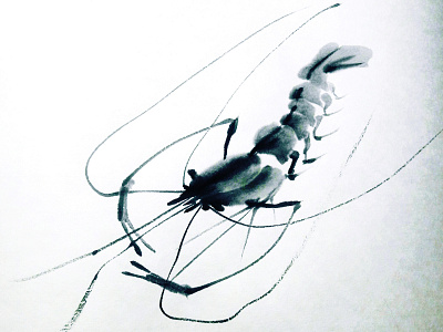 Shrimp animal art graphic art illustration ink painting nature illustration shrimp sumie