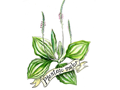 Ribwort botanical art botanical illustration graphic art illustration medicinal plant nature illustration plant watercolor