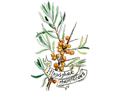 Sea buckthorn botany graphic art illustration medicinal plant nature illustration sea buckthorn