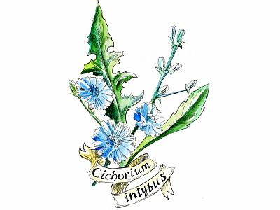 Chicory botanica botanical illustration chicory cichorium graphic art illustration medicinal plant nature illustration watercolor