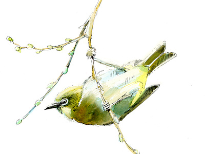 White-eye animal art bird graphic art illustration nature illustration songbird watercolor white eye