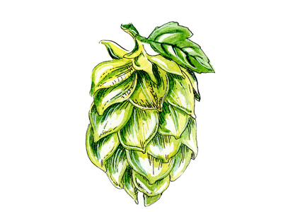 Hops Cone botanical illustration brewery graphic art hops illustration nature illustration watercolor