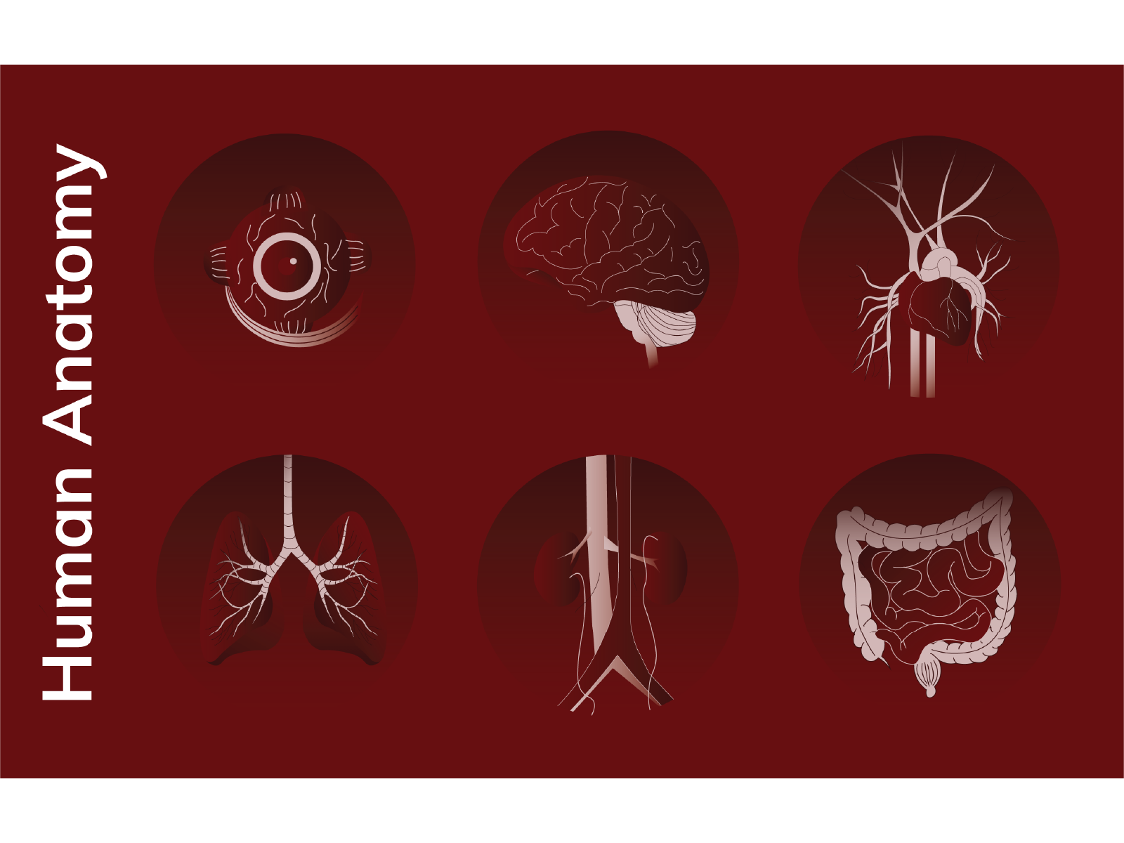 human-anatomy-by-tariduni-hathurusinghe-on-dribbble