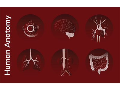 Human Anatomy art biology design drawing human anatomy illustration science vector