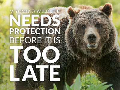 Wyoming Wildlife Advocates Postcard animals bear grizzly lato ngo non profit postcard print wildlife wyoming yellowstone