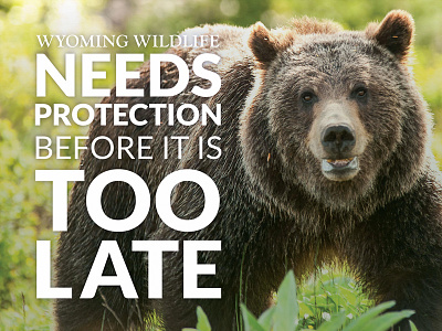 Wyoming Wildlife Advocates Postcard