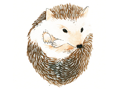 hedgehog animals art painting watercolour