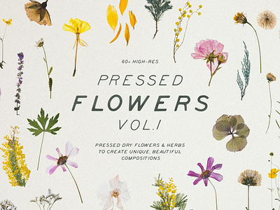 Pressed Dry Flowers & Herbs Vol.1