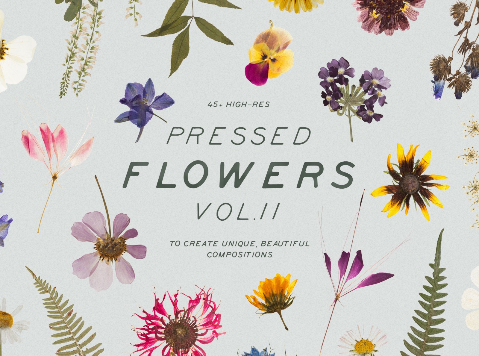 Pressed Dry Flowers & Herbs Vol.1 - Design Cuts