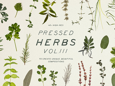 Pressed Dry Herbs Vol.3