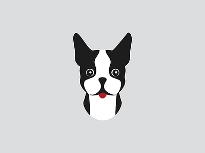 Boston Terrier