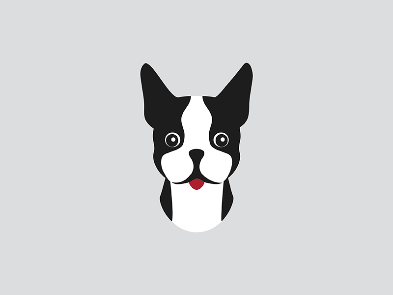 Boston Terrier illustration boston terrier dog