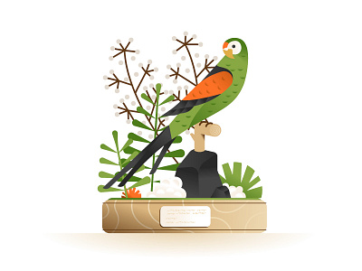 Paradise Parrot | psephotus pulcherrimus app app illustration daniele simonelli dsgn illustration museum natural history parrot plants specimen
