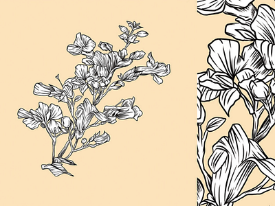 Botanic Illustration botanic drawing flowers illustration inkwork